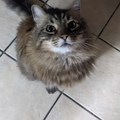 Not a meme, just my fuzzy cat Milo