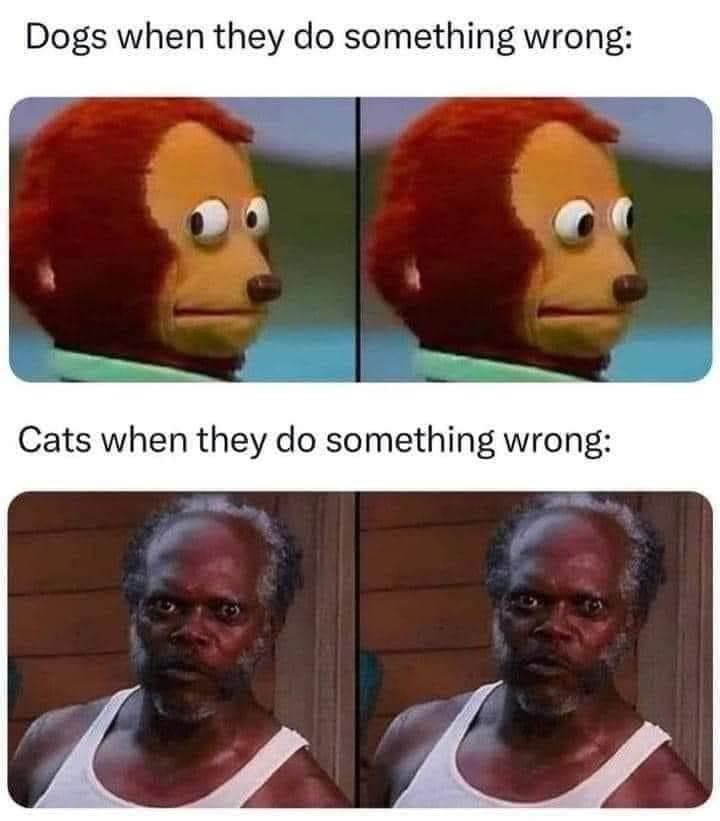 cats and dogs : the difference - meme