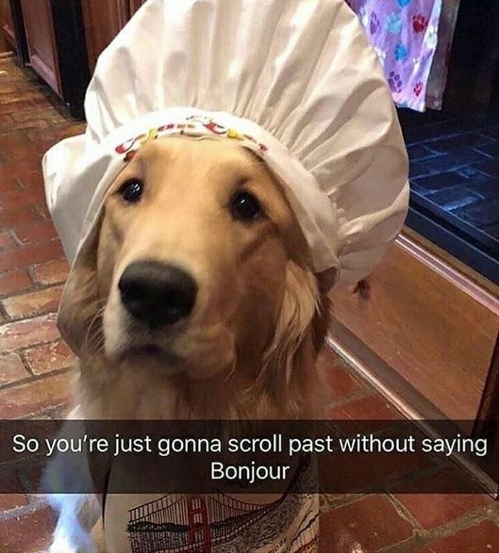 How dare you not stop and upset chef doggo - meme
