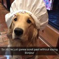 How dare you not stop and upset chef doggo