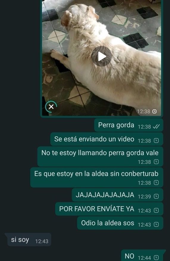 Perra gorda - meme