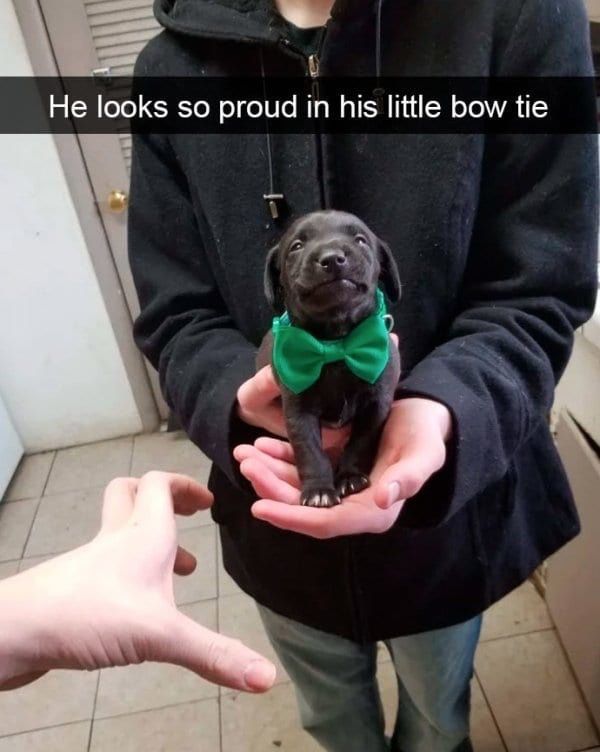 He looks so proud in his little bow tie - meme