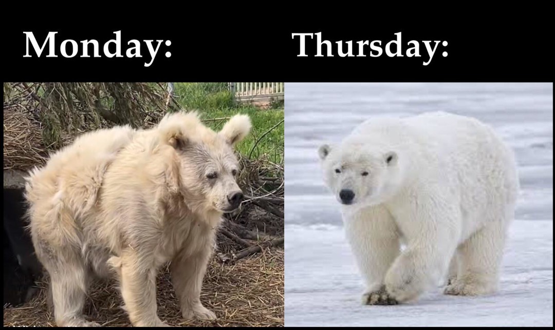 Mondays vs Thursdays - meme