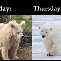 Mondays vs Thursdays