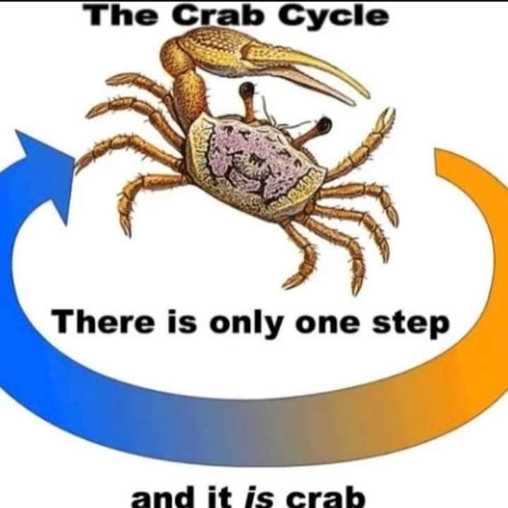 Crab cycle - meme