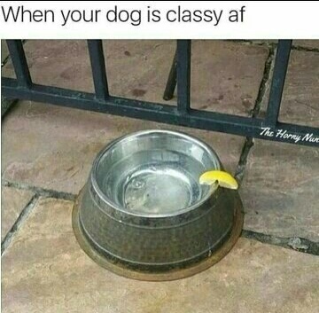 Classy dog - meme