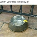 Classy dog