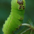A devious caterpillar