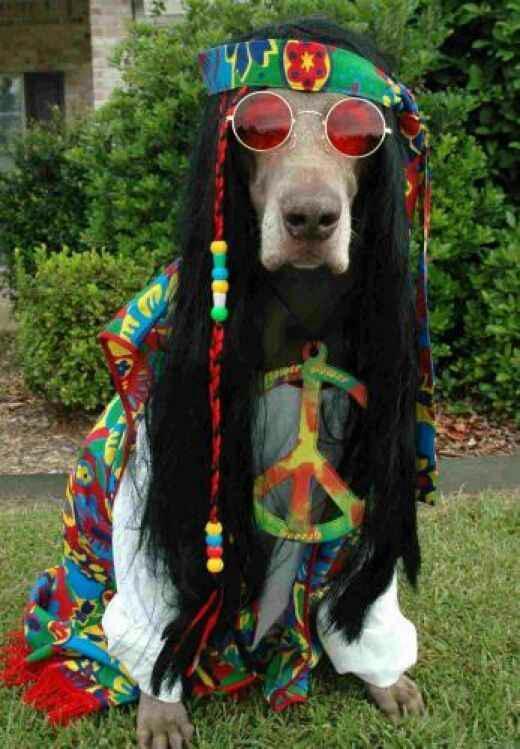 el perro hippie*^O^* - meme