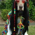 el perro hippie*^O^*