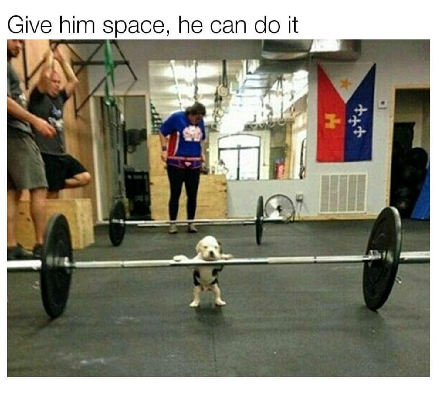 Time for pupper to get them gains - meme