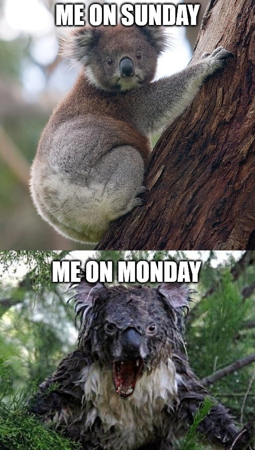 Sunday vs. Monday - meme