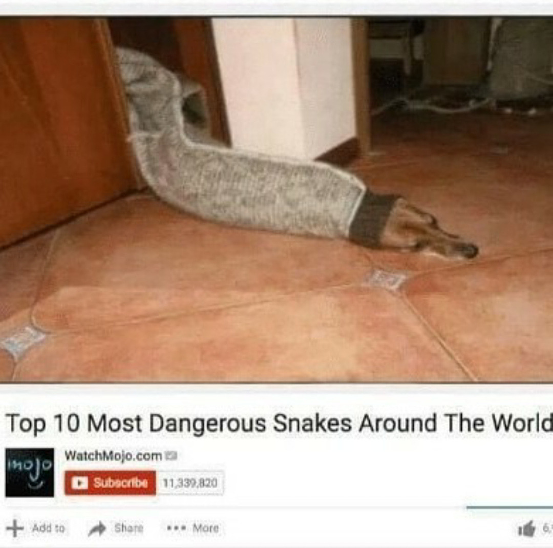 Dangerous snakes - meme
