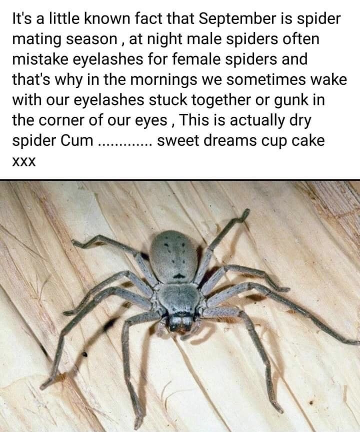 Arachnid Bukkake  - meme