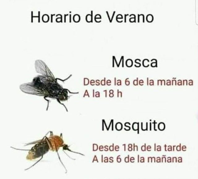 Horarios de los insectos en verano - meme