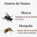 Horarios de los insectos en verano