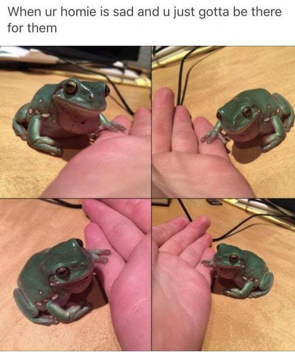 Froggy friend - meme
