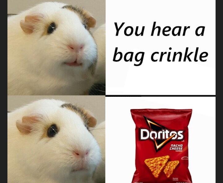 Guinea pig noises - meme