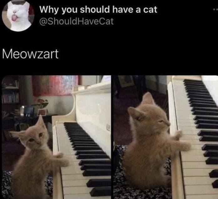 Meow meow meow meow - meme