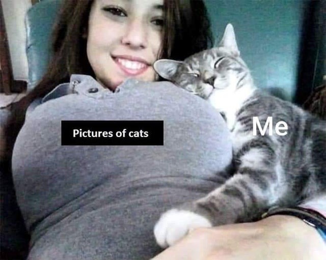 pictures of cats - meme