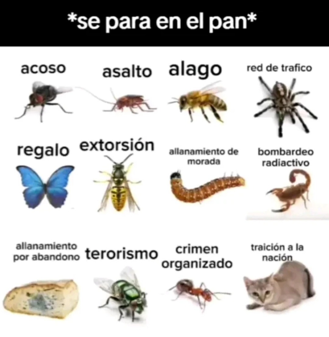 Pan - meme