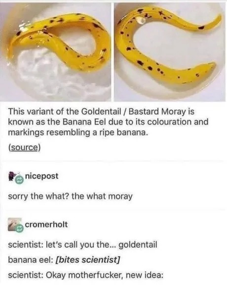 Banana eel - meme
