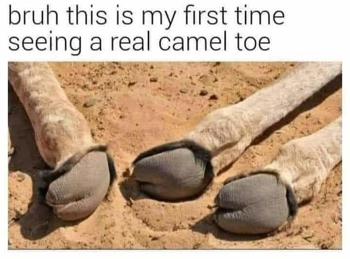 Dirty camel girl - meme.