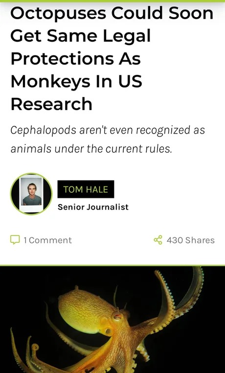 Octopuses could get same legal protections as monkeys - meme