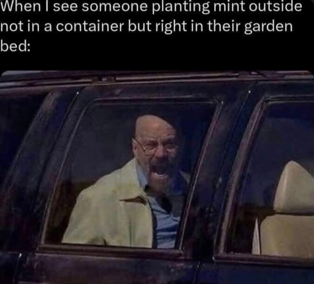 planting mint straight in the ground? you fool - meme