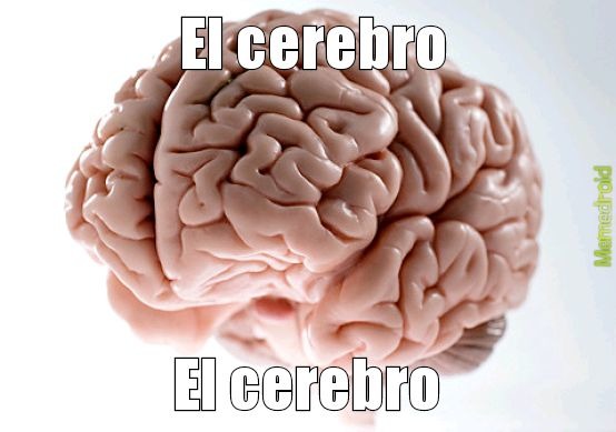 El cerebro - meme