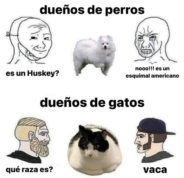Razas de gatos - meme