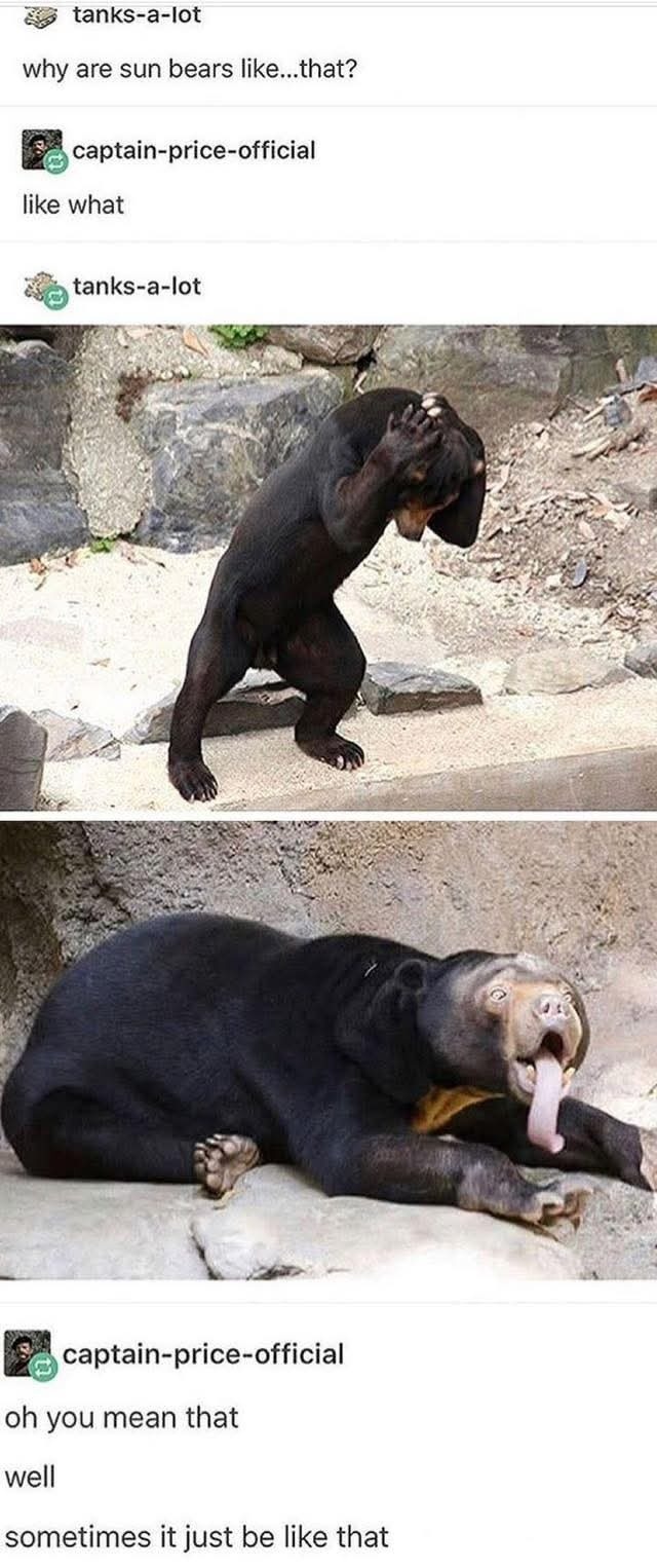 Why are sun bears like that? Honestly, mood. - meme