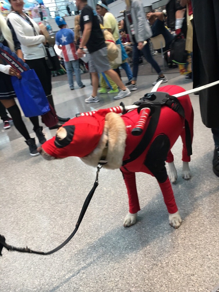 Doggo does cosplay - meme