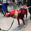 Doggo does cosplay
