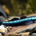 blue neon goby