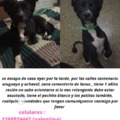 Ayúdenme a difundir esta imagen con seres queridos,es mi perrito perdido(extraviado en argentina)