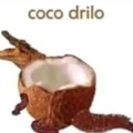 Coco drilo