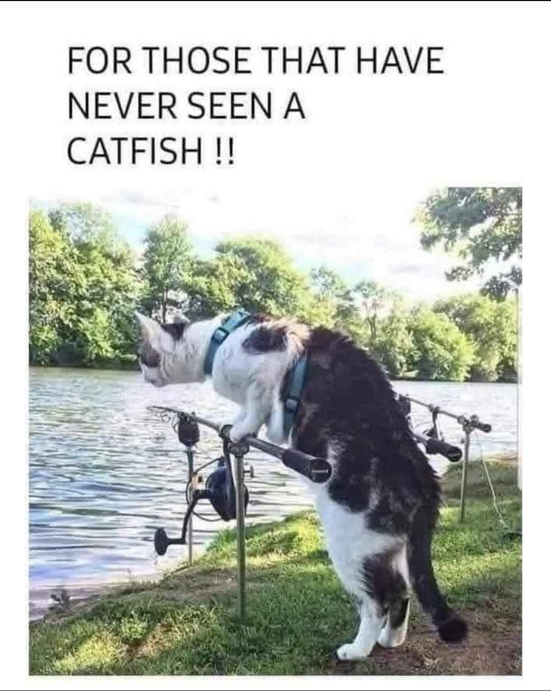 I'm gonna get you little fishy - meme