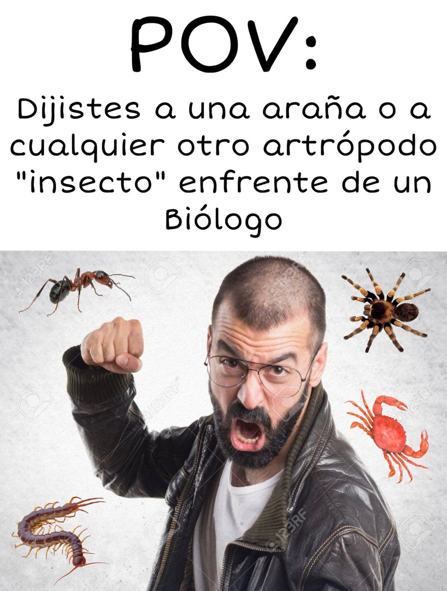 Las Arañas no son insectos sino arácnidos, los artrópodos son aquellos invertebrados que poseen un exoesqueleto como los insectos, arácnidos, miriapodos y crustáceos - meme