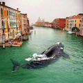Whale in venice italy