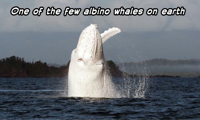 Albino whale - meme
