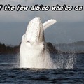 Albino whale