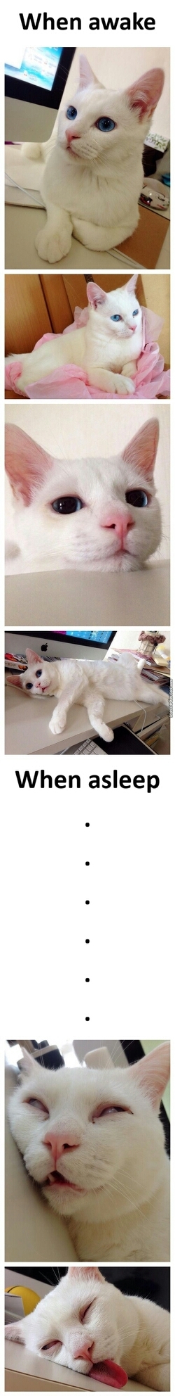 When a gorgeus cat sleeps.... - meme