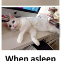 When a gorgeus cat sleeps....