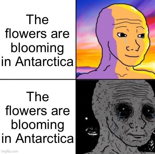 The flowers are blooming in Antarctica - meme