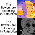 The flowers are blooming in Antarctica