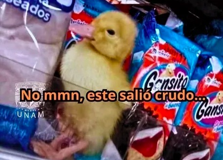 un gansito crudo... - meme