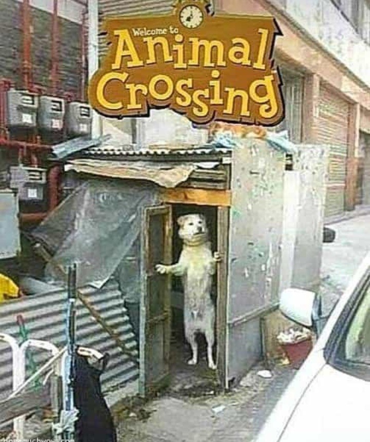 Animal crossing - meme
