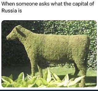 Moss Cow - meme