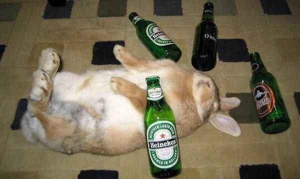 bunny got wild last night - meme